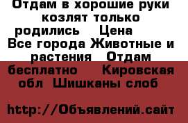 Отдам в хорошие руки козлят.только родились. › Цена ­ 20 - Все города Животные и растения » Отдам бесплатно   . Кировская обл.,Шишканы слоб.